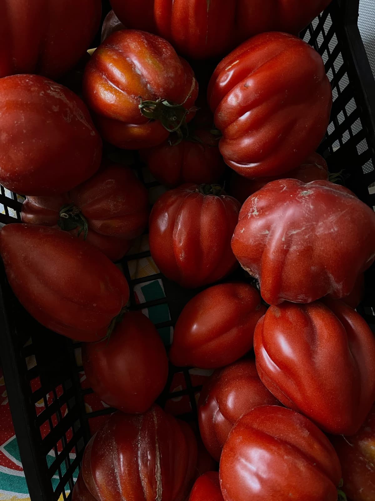 Pomodori cuore di bue della Piana di Albenga